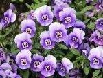 bloemen