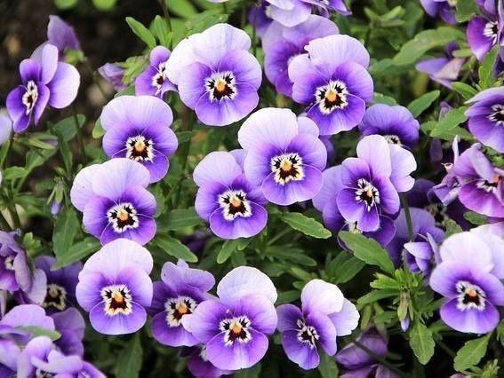 bloemen