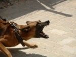 Een negenjarig jongetje werd aangevallen door een agressieve hond. JBL&G staat slachtoffertje hondenbeet gratis juridisch bij.