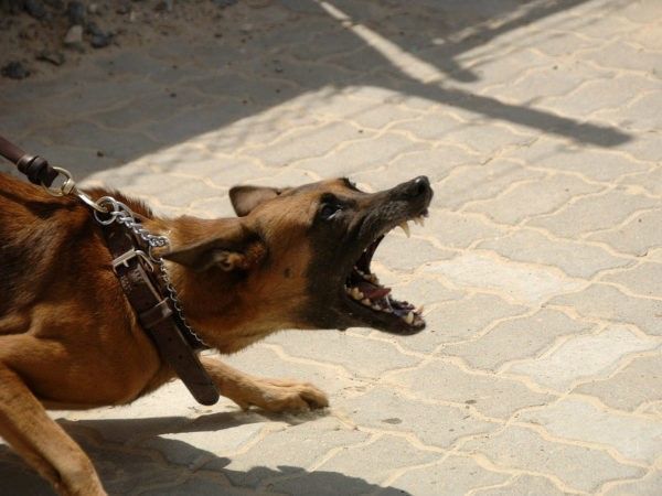 Een negenjarig jongetje werd aangevallen door een agressieve hond. JBL&G staat slachtoffertje hondenbeet gratis juridisch bij.