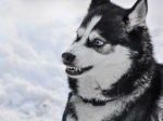 Volg het stappenplan in dit artikel als u bent gebeten door een hond.