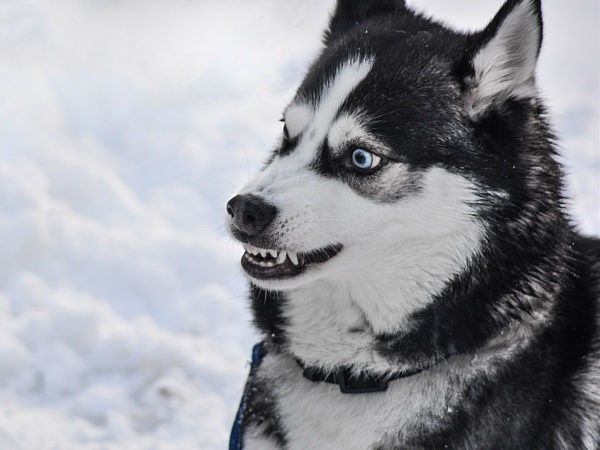Volg het stappenplan in dit artikel als u bent gebeten door een hond.
