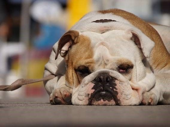 liggende hond, Slachtoffer aanrijding met hond overlijdt