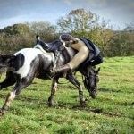 paard en letselschade