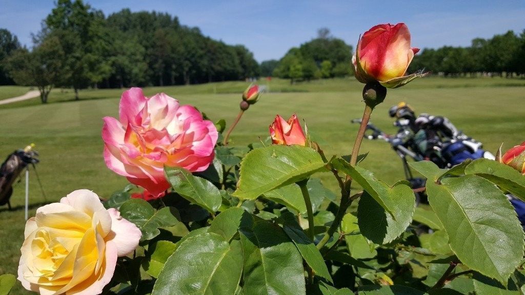 Bloemen