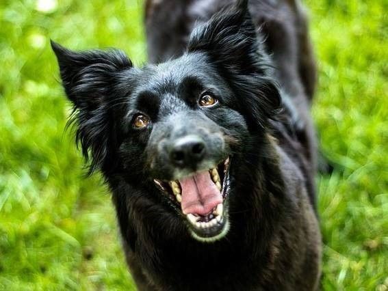 blaffende hond en landelijk bijtprotocol