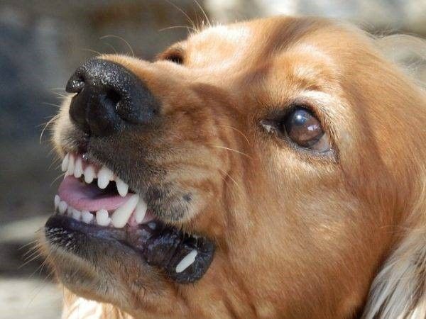 Bijtende hond recensie