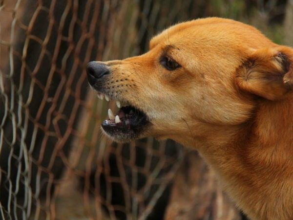 Een agressieve hond kan voor ernstige bijtwonden zorgen. Hoe kunnen deze hondenbeten voorkomen worden?