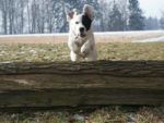 Een cliënt van JBL&G raakte blijvend arbeidsongeschikt doordat een aanval van een hond.
