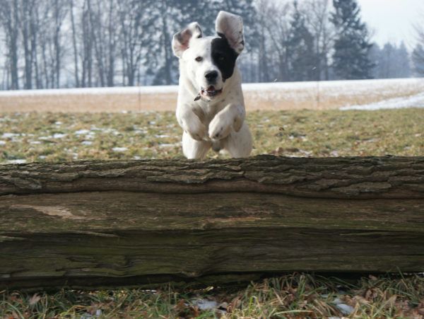 Een cliënt van JBL&G raakte blijvend arbeidsongeschikt doordat een aanval van een hond.