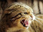 Een cliënt van JBL&G kan een van haar vinger nooit meer normaal gebruiken door een kattenbeet.