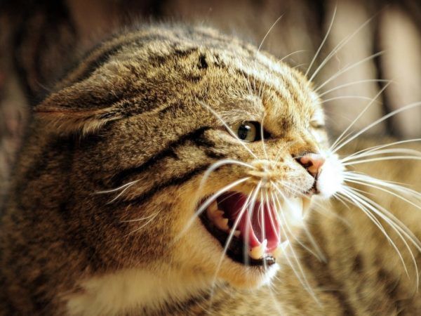 Een cliënt van JBL&G kan een van haar vinger nooit meer normaal gebruiken door een kattenbeet.