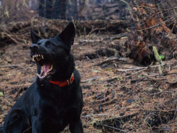 Deze 10 Hondenrassen Zorgen Het Vaakst Voor Letselschadeclaims