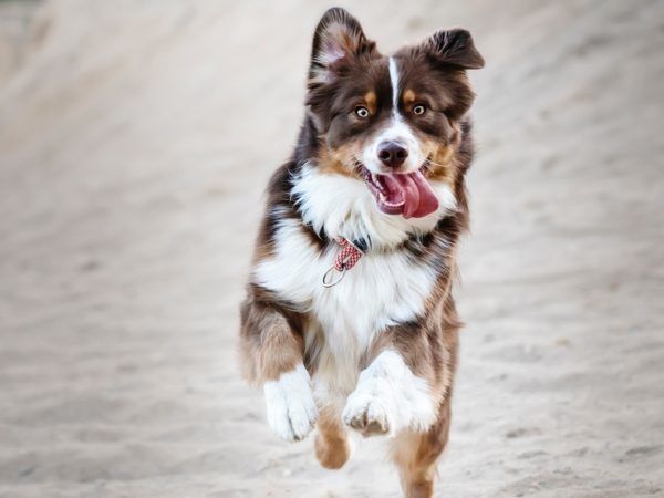Als u bent gevallen door een hond die u omver springt uit enthousiasme, is de eigenaar dan aansprakelijk te stellen voor uw letselschade?