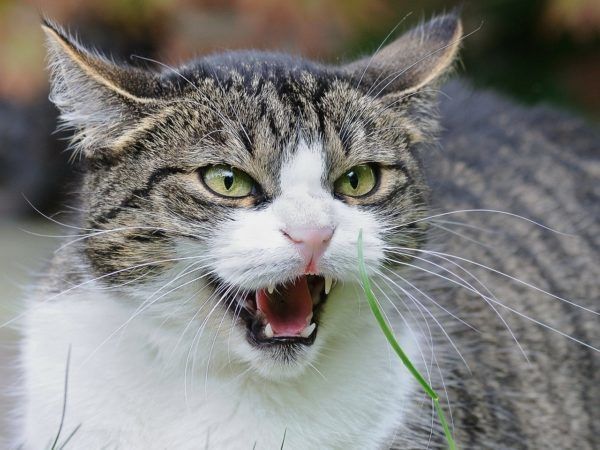 Bent u gebeten door een kat? Dan moet de bezitter van de kat al uw schade vergoeden.