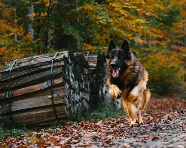 Is uw kind gebeten door een hond in losloopgebied? Dan heeft uw kind ook recht op schadevergoeding.