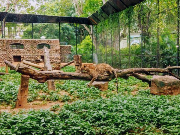 Een ongeluk in een dierentuin kan bijvoorbeeld veroorzaakt worden door een te laag hek waar kinderen overheen kunnen klimmen.