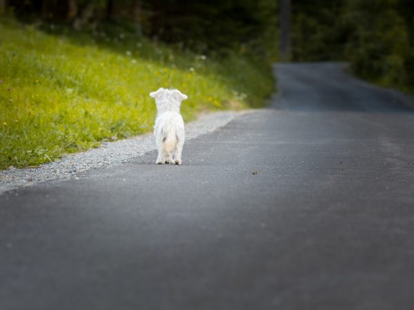 Bent u gewond geraakt, nadat u een hond heeft aangereden? Dan is de eigenaar van de hond aansprakelijk te stellen voor uw letselschade.