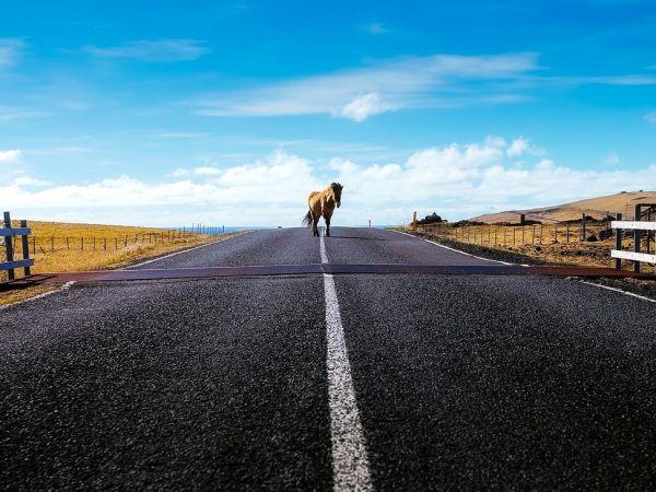 Bent u gewond geraakt, nadat u een paard heeft aangereden? Dan is de eigenaar van het paard aansprakelijk te stellen voor uw letselschade.