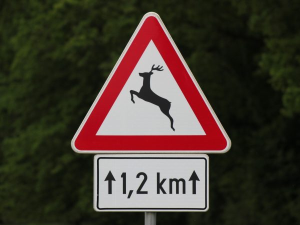 Tijdens het herfstseizoen moet u in het oosten van het land extra goed opletten in gebieden met wilde dieren.