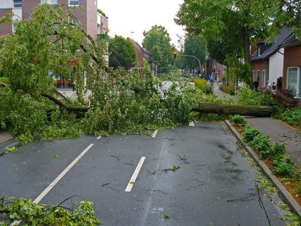 Tijdens het herfstseizoen kan het zo hard stormen dat bomen omvallen.