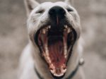 Een van de mogelijke redenen dat meer kinderen gebeten werden tijdens de lockdown is dat ze de stresssignalen van hun eigen hond niet zien.