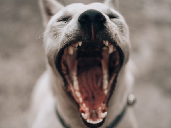 Een van de mogelijke redenen dat meer kinderen gebeten werden tijdens de lockdown is dat ze de stresssignalen van hun eigen hond niet zien.