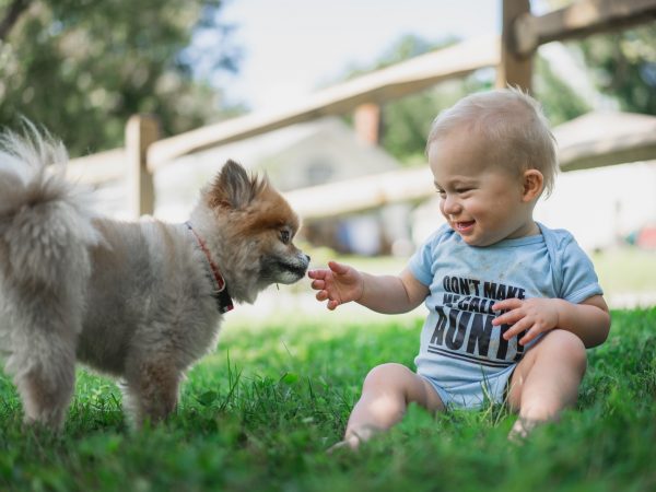 Tijdens de lockdown hebben veel gezinnen een puppy aangeschaft.