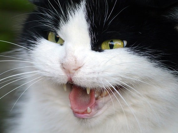 Dieren geven vaak signalen af, voordat ze bijten. Een kat kan bijvoorbeeld gaan blazen.