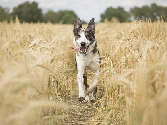 Een zware hond kan u omver rennen, waardoor u letselschade kunt oplopen door het dier.